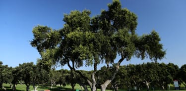 Valderrama-1346337757