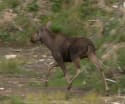 Surprise of the Day - moose on the loose!