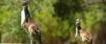 How does the ISPS Handa World Super 6 Perth work?