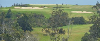 Madeira Drives the Green with tree regeneration project