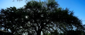 Augusta loses iconic Eisenhower Tree 