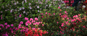 Showtime for Masters-bound McIlroy