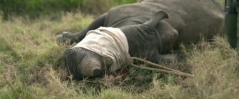 Burmester and Walters watch rhino conservation measures in action