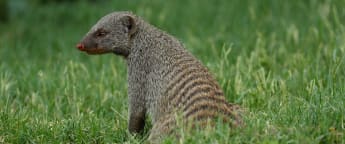 On the tee: Nedbank Golf Challenge