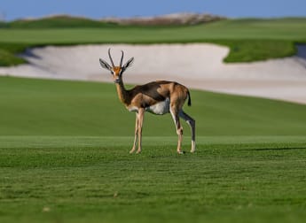 Saadiyat Beach Golf Club makes sustainability a priority