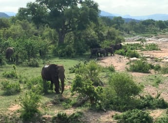 Wild hazards of Leopard Creek