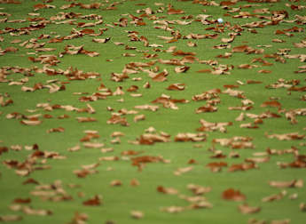 PHOTO GALLERY: All the best images from Woburn