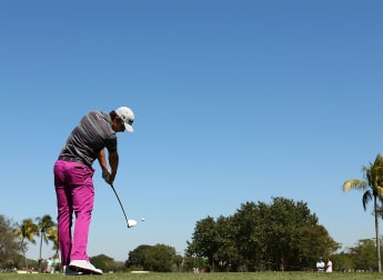 Rose blooms in Orlando