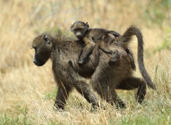 10 classic Nedbank Golf Challenge photos