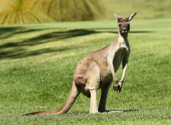 World Super 6 Perth: The Lowdown