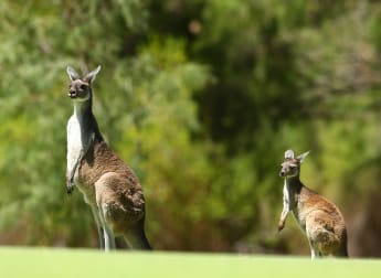 Day 3 in Numbers: ISPS HANDA World Super 6 Perth