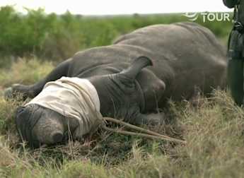 Burmester and Walters watch rhino conservation measures in action