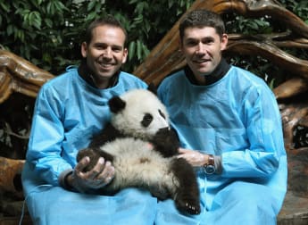 Harrington and Garcia meet Chengdu's giant pandas 