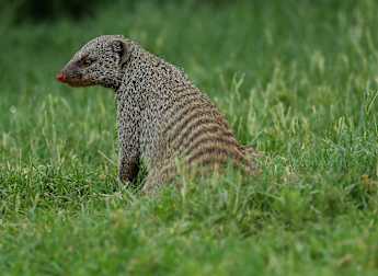 On the tee: Nedbank Golf Challenge