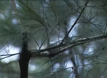 WATCH: Tapio Pulkkanen gets his ball stuck in a tree