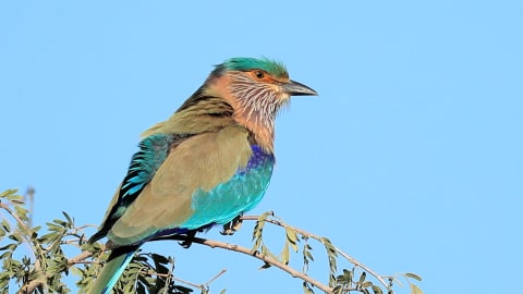 A lilac breasted roller bird sits in a tree to watch the action 