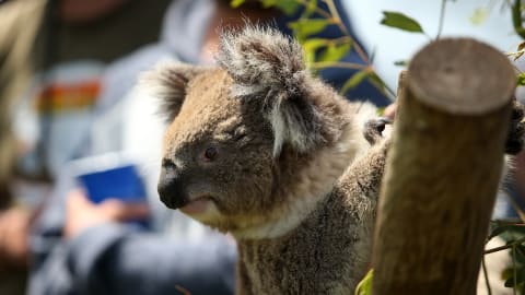 A koala looks on during the ISPS Handa Vic Open 