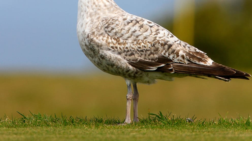  A seagull looks on during the second round of the Acorn Jersey Open 