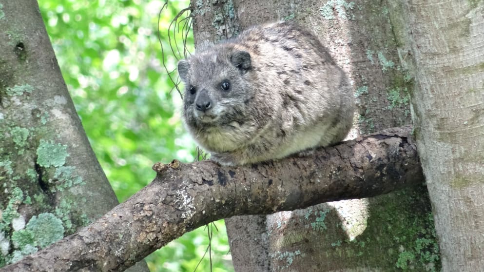 An interested spectator at Karen Country Club