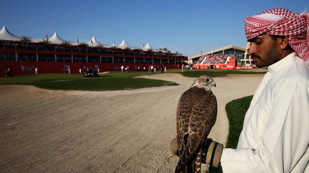 A falcon at Abu Dhabi HSBC Golf Championship 