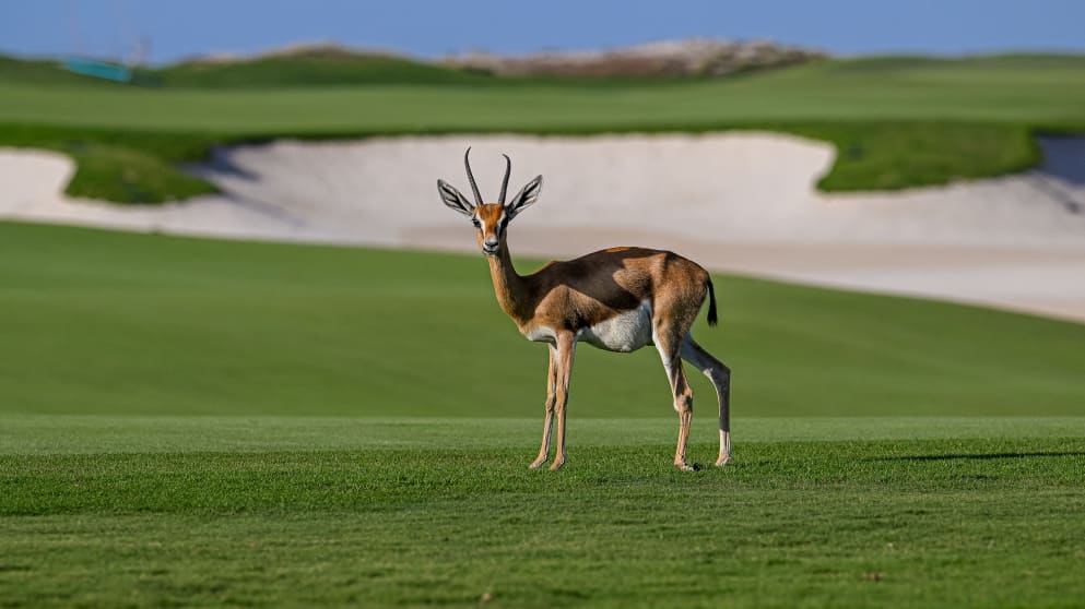 Saadiyat Beach Golf Club 1