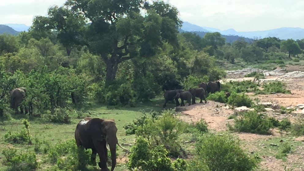 Elephants roaming in Kruger National Park