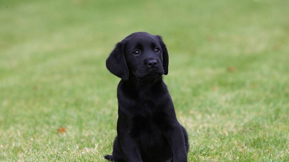 Black Pupy 3