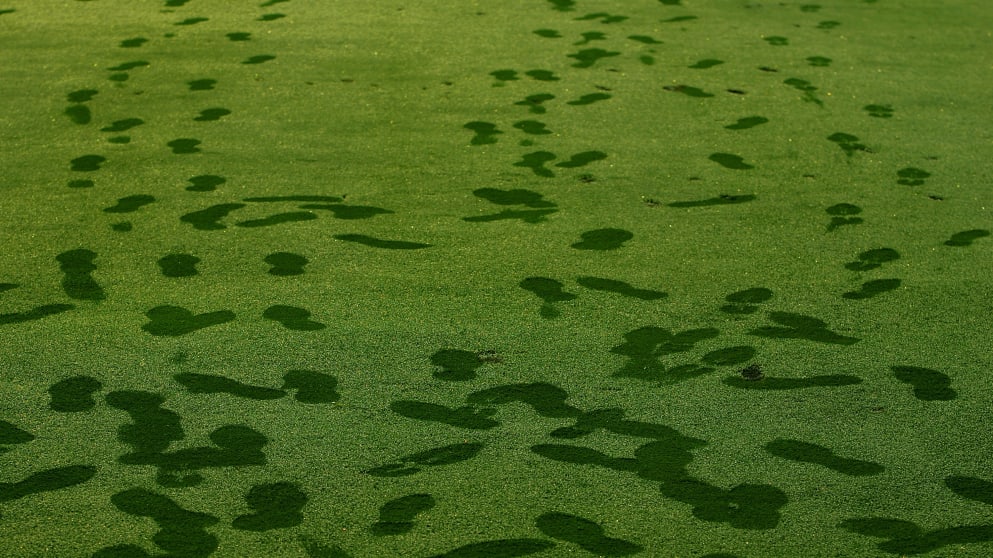 Fairway at Baltusrol Golf Club