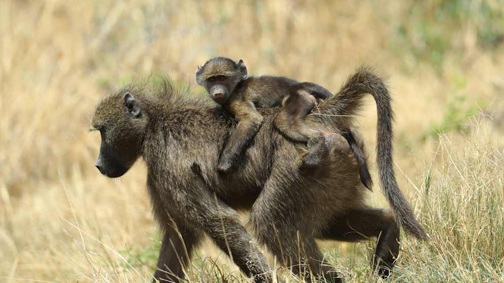 Baboons at the Nedbank Golf Challenge