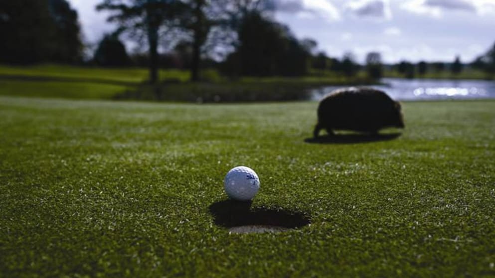 Bramble the Hedgehog