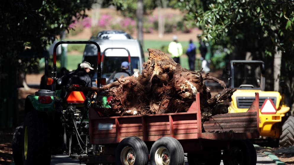 An uprooted tree on Magnolia Lane