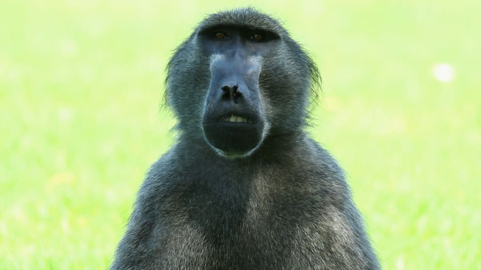 There will be plenty of wild animals on view at the Nedbank Golf Challenge