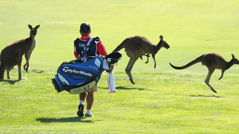Kangaroos at Karrinyup