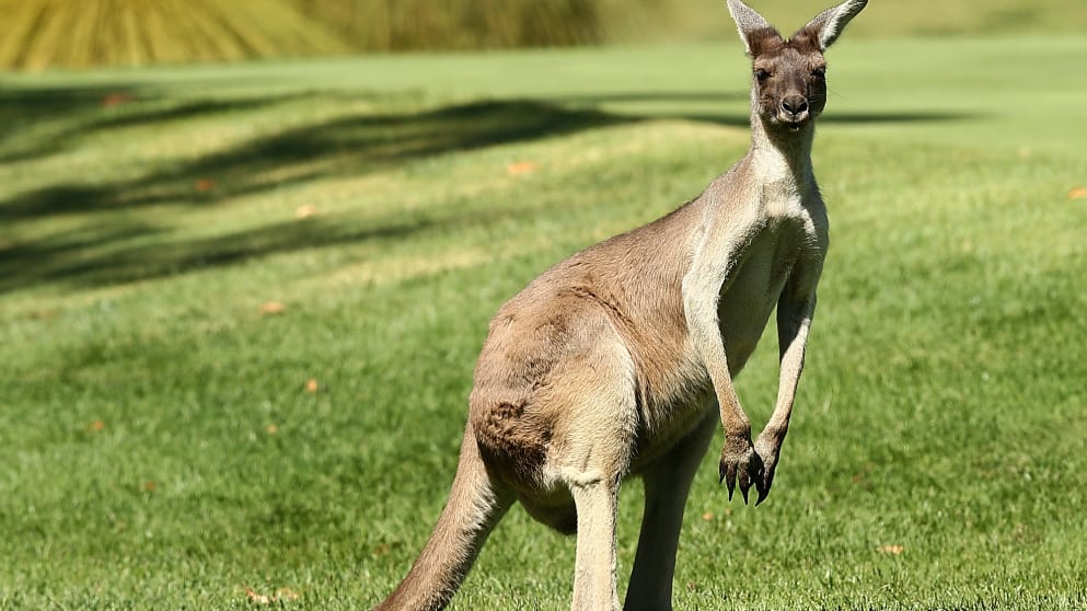 A kangaroo on the Lake Karrinyup CC course ahead of the Pro-Am.