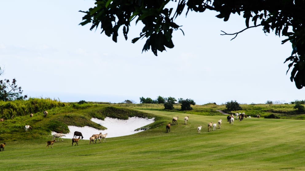 Kittitian Hill 150317-11