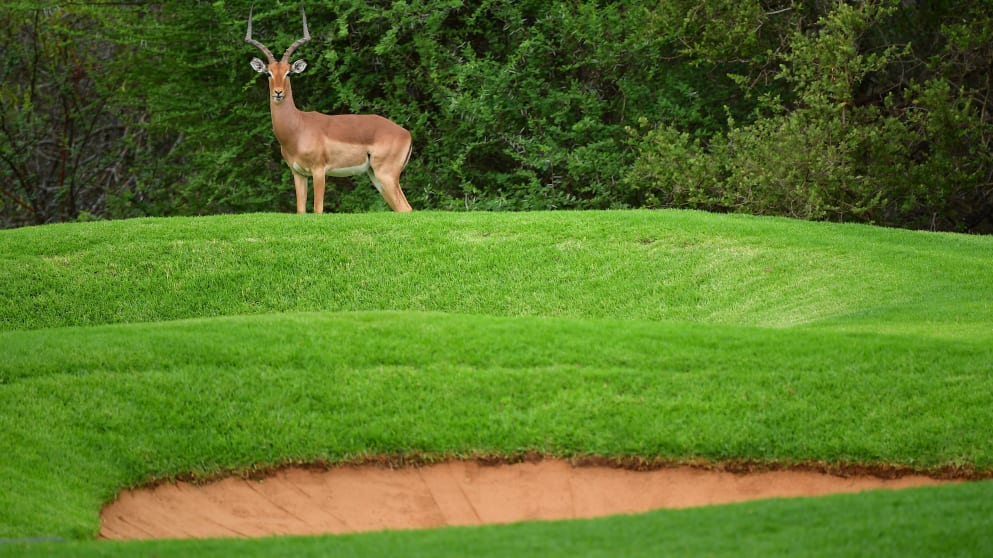 An impala at Gary Player CC