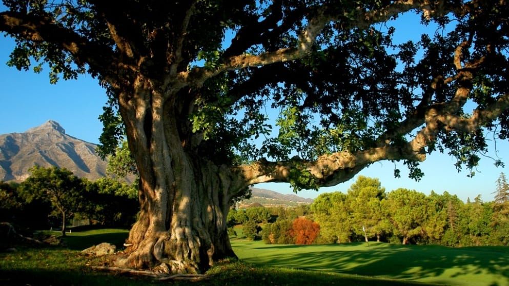 This centenary Carob tree lends its name to the 13th hole at Aloha Golf