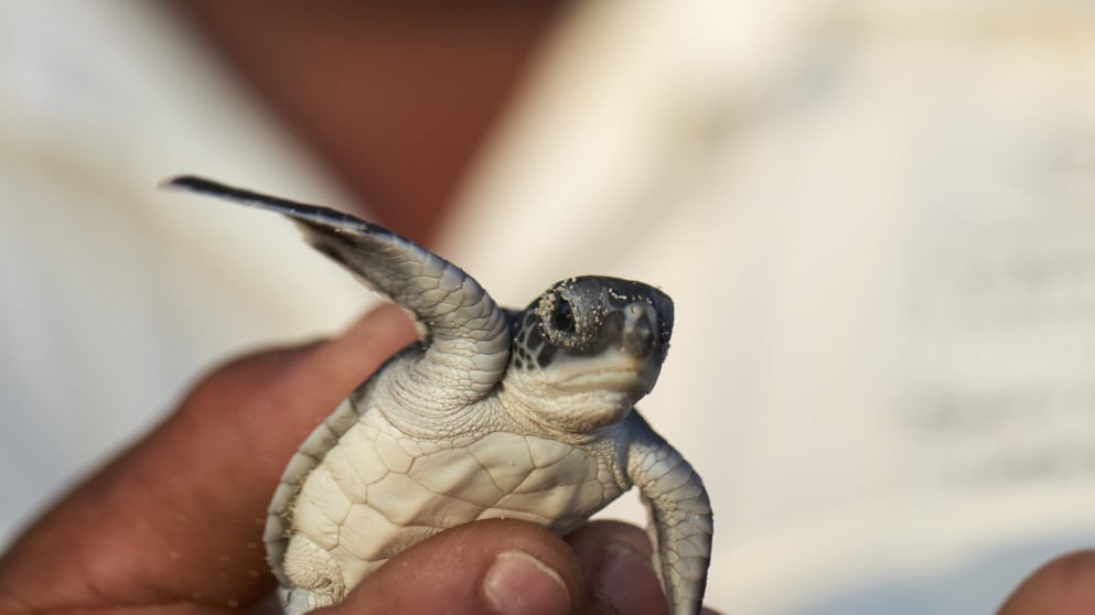 Turtles at Constance Lemuria