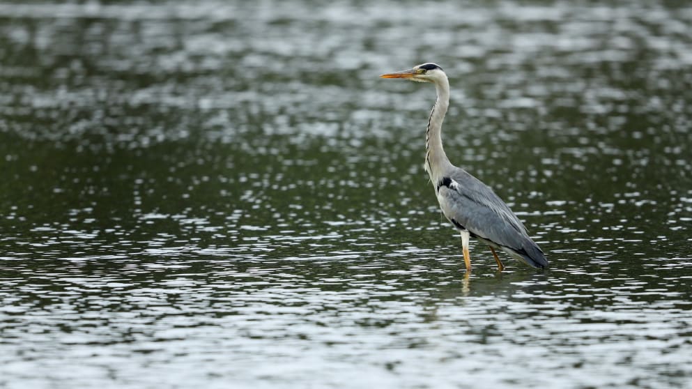 Moment of the Day - BMW SA Open (Day One)