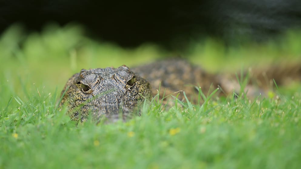  A crocodile keeps an eye on proceedings 