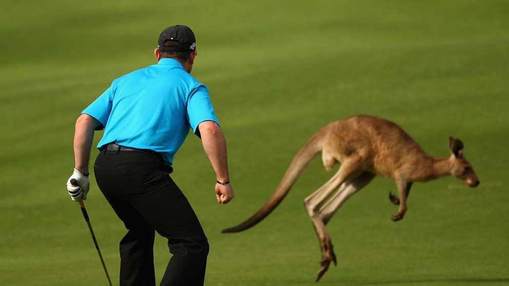 A kangaroo on the course at the Australian PGA Championship