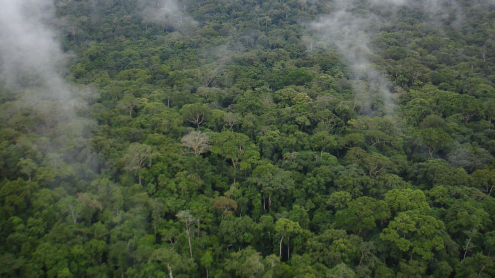 Gola RainForest_ASISO