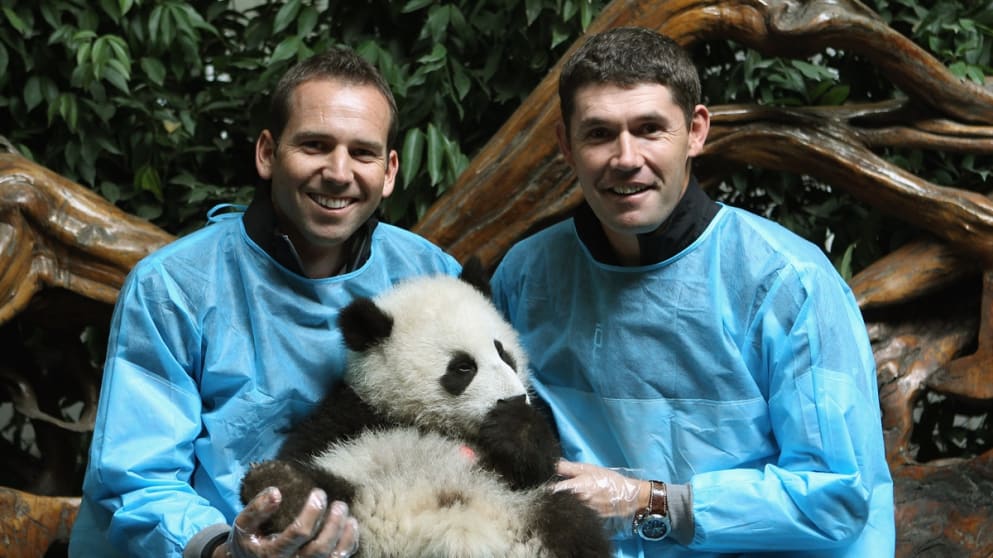  Sergio Garcia and Padraig Harrington with a Giant Panda cub in Chengdu