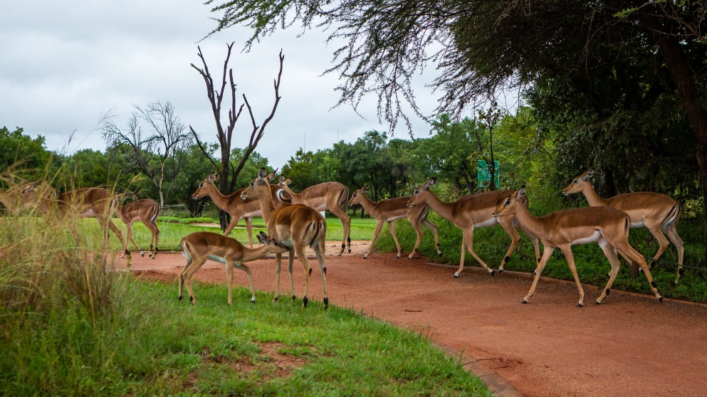 Zebula Golf Estate - wildlife