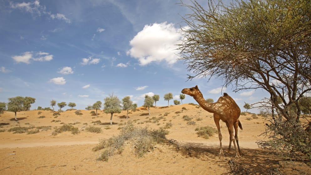 A camel in Ras Al Khaimah
