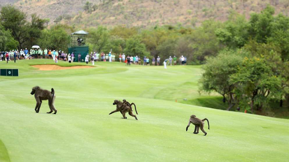 Baboons cross a fairway at Gary Player CC