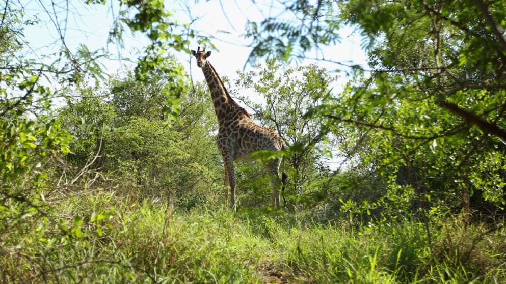 A giraffe looks on at Leopard Creek, the unique home of the Alfred Dunhill Championship