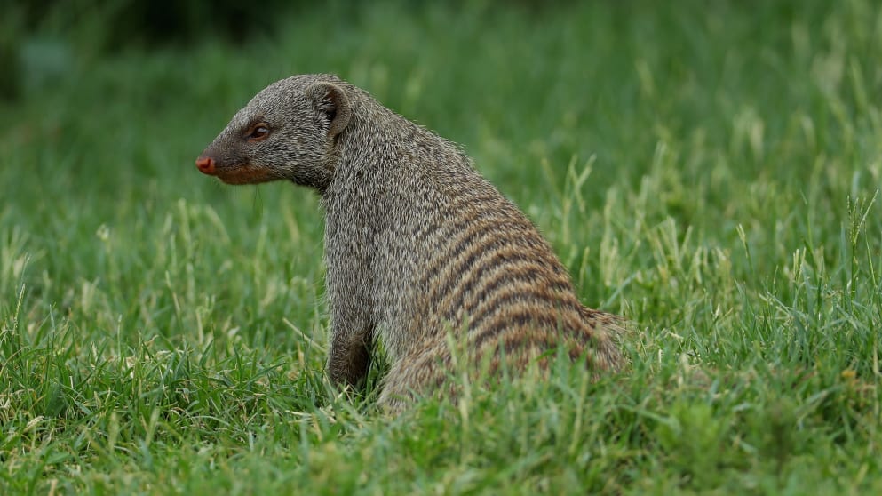 A mongoose looks on from the ninth hole ahead of the Nedbank Golf Challenge