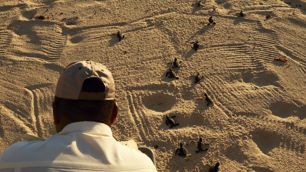 Turtles on the beach