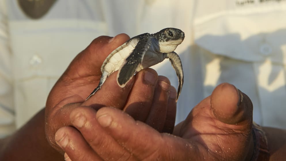 Robert Matombe with a turtle